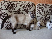 сиамские котята, тайские котята, продам сиамских котят, одесса