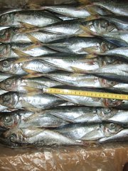 Продажа свежемороженой рыбы Мавритания