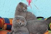 Куплю вислоухого голубого кота.