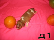Продам щенков Чихуа-хуа