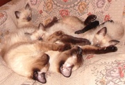 Тайские/сиамские котята