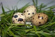 Продам яйца перепелиные инкубационные