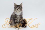 Продается котенок породы Мейн кун