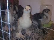 Продам цыплят суточных и подрощенных породы Брама