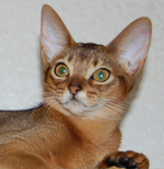 Абиссинский котенок дикого окраса (мальчик)